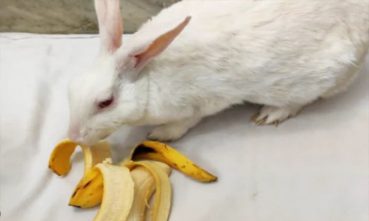 bunnies eating banana