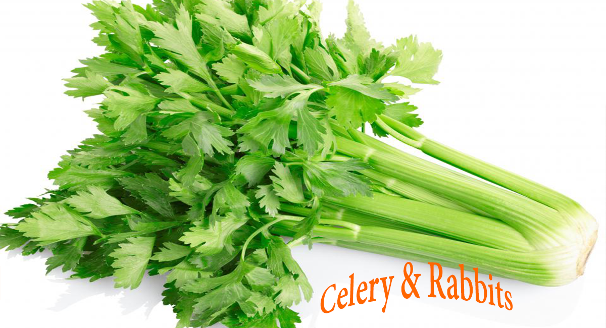 celery and rabbits