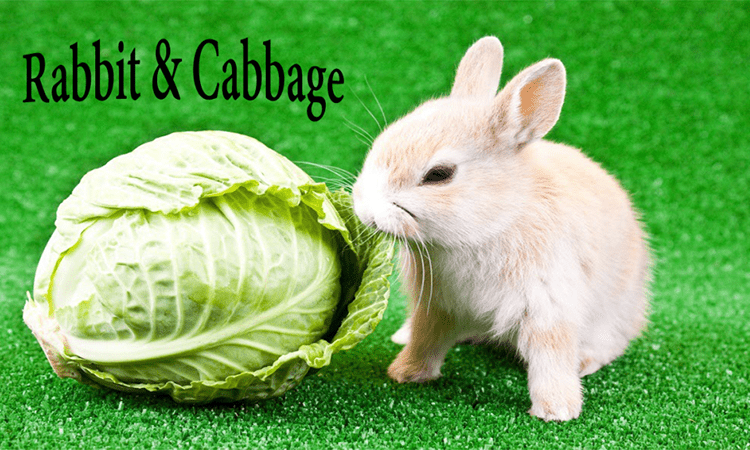 rabbit and cabbage