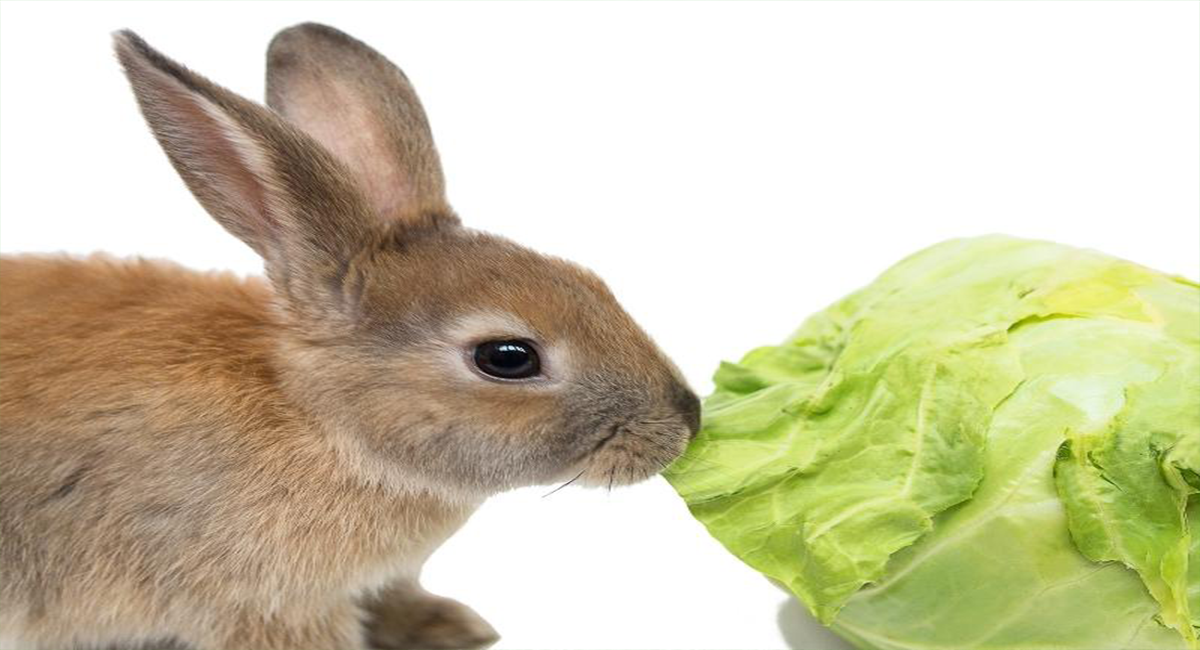 rabbit eat cabbage