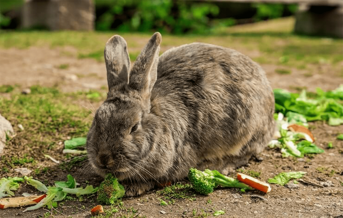 do rabbit eat broccoli