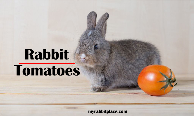 rabbit eat tomatoes