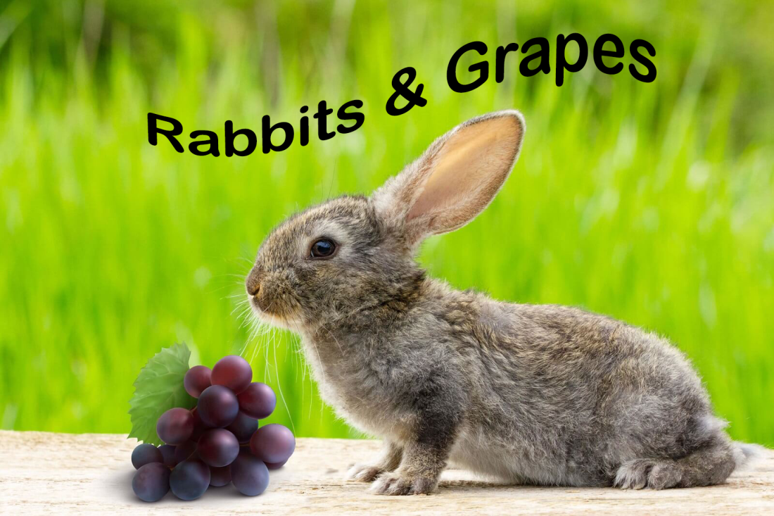 how many grapes rabbit can eat