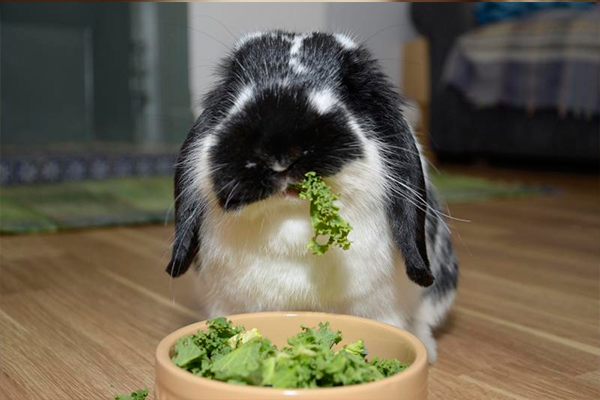 rabbits eating lettuces