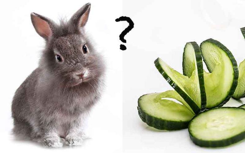 rabbits and cucumber benefits risk and more