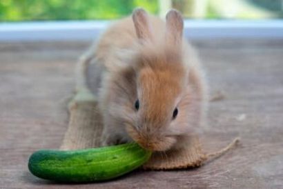 can rabbits eat cucumber 