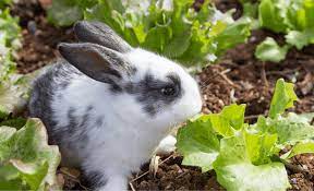 rabbits and lettuces