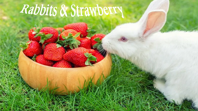 rabbits and strawberries feeding