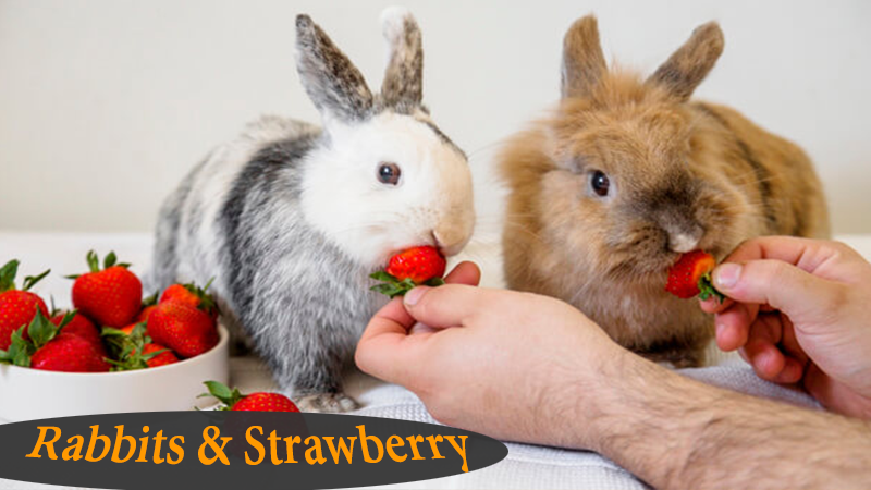 can we feed rabbits with strawberries