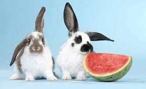 rabbits eat watermelon