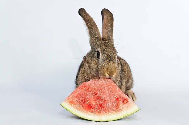 watermelon and rabbits