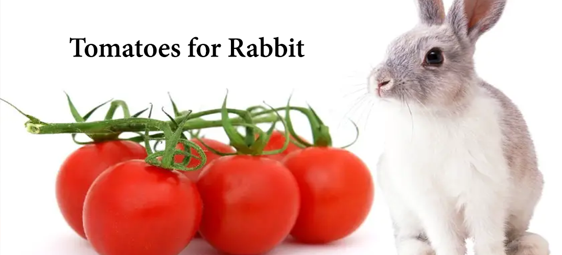 tomatoes and rabbits