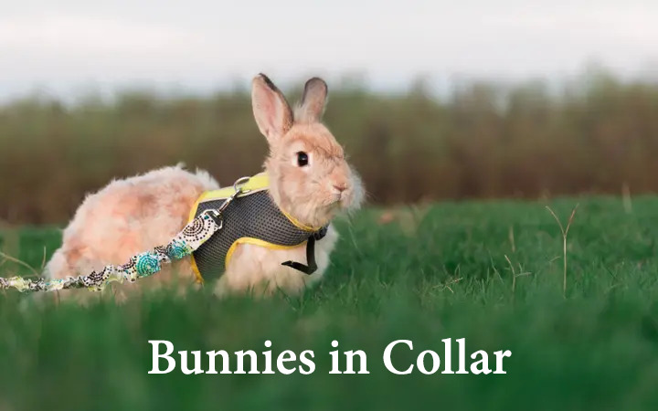 bunnies in a collar 