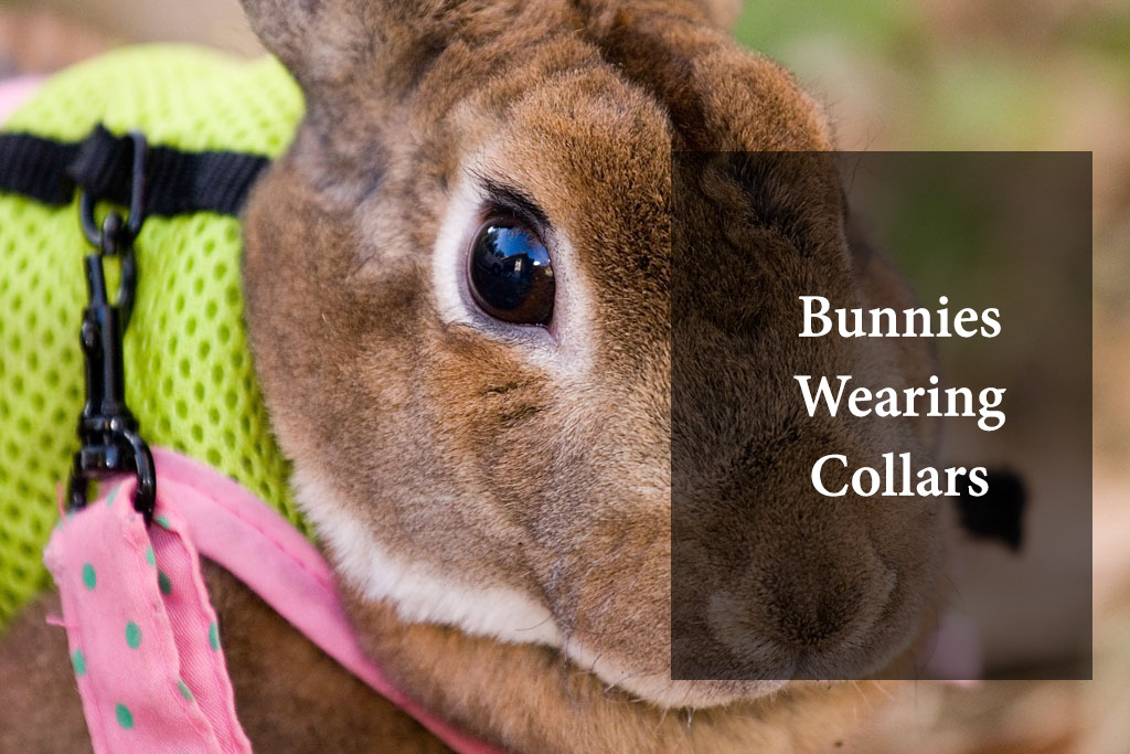 Bunnies wear a collar