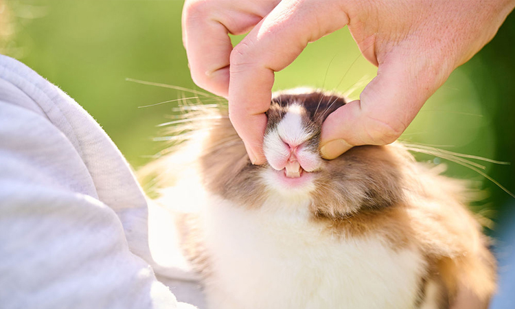 dental pain relief rabbit