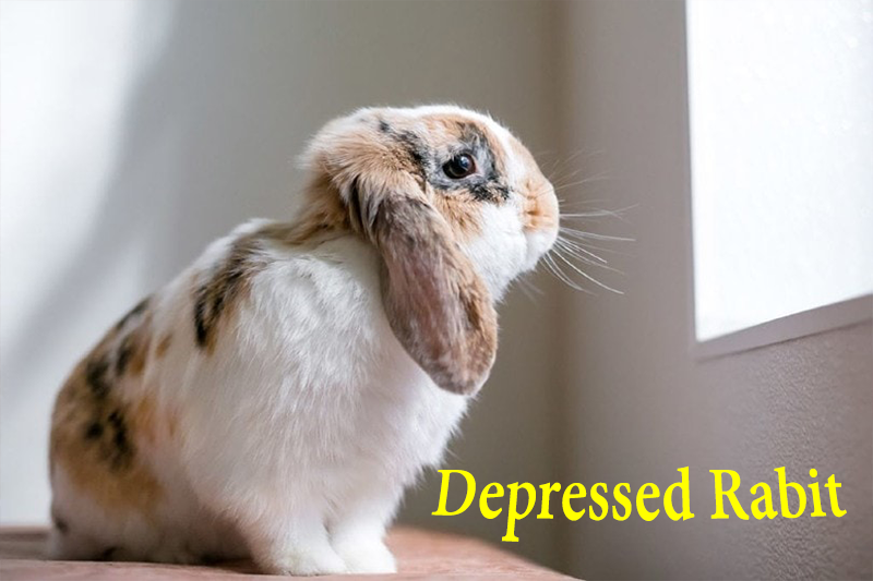 my rabbit is depressed