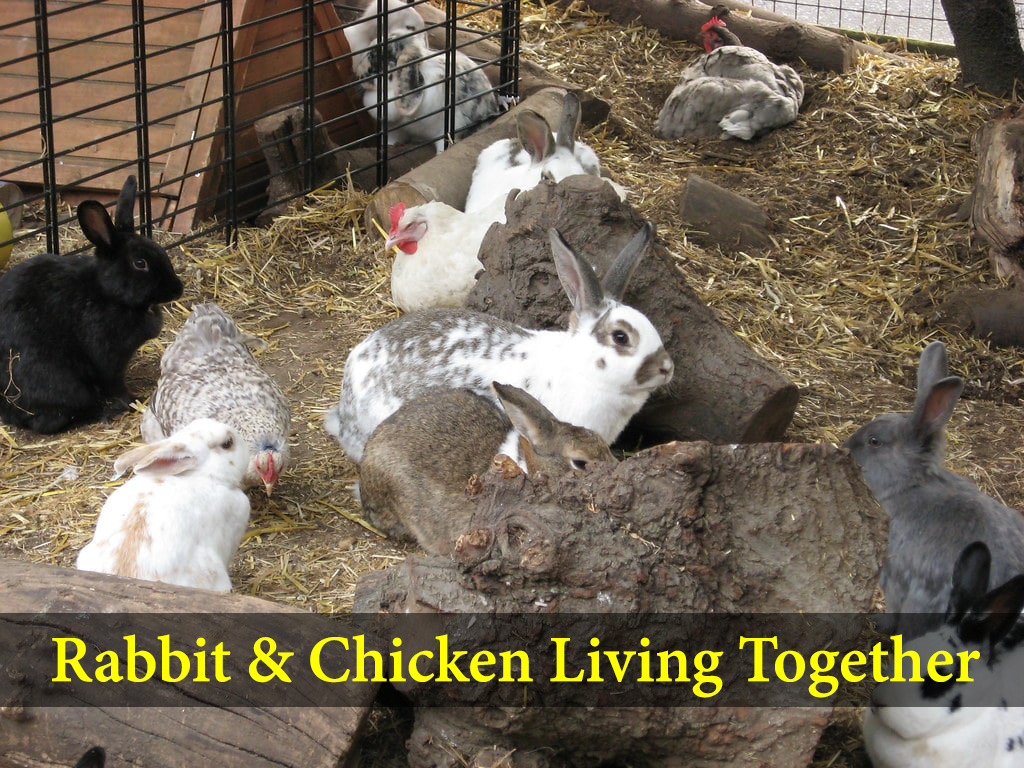 rabbit and chicken live together 