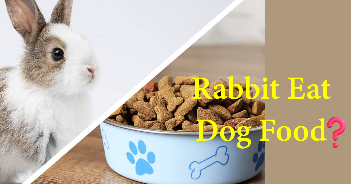 rabbit eat dog food or not ?