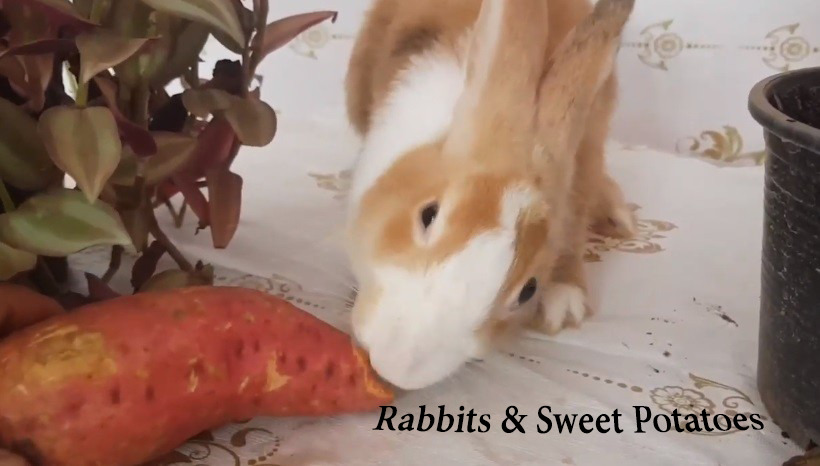 rabbits and sweet potato