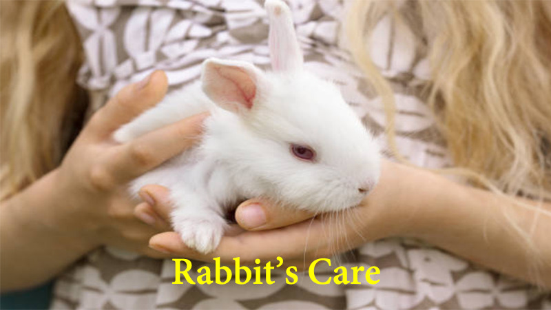 rabbits care