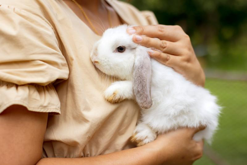 cute rabbit care