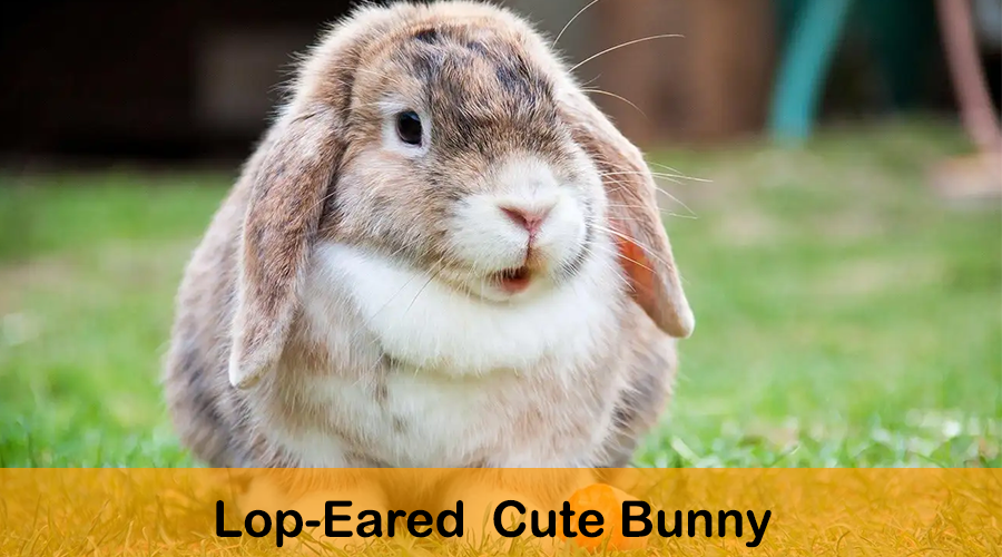 lop eared cute bunny 