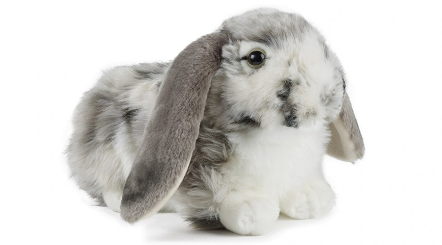 cute lop eared rabbit