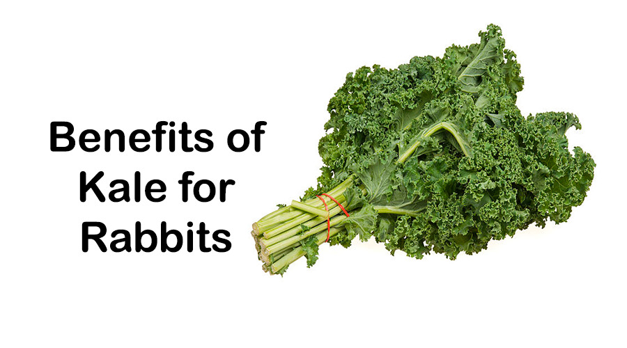 kale benefits for rabbit