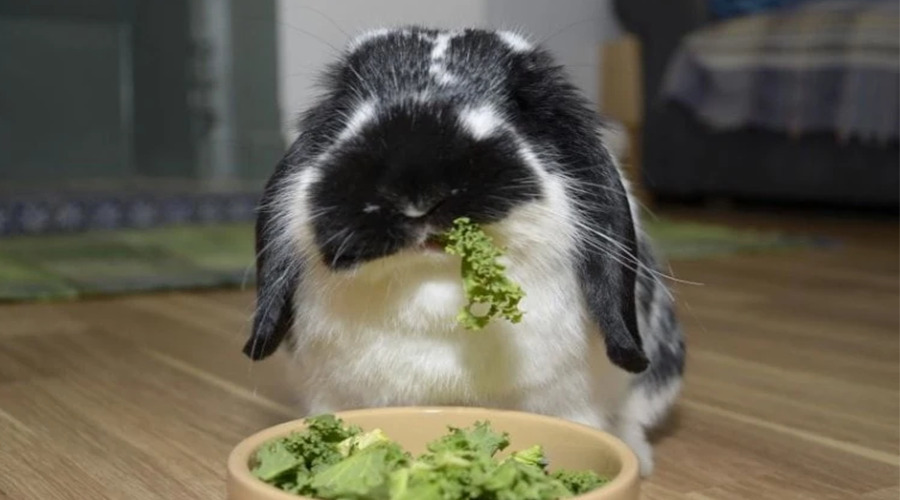 rabbits can eat kale