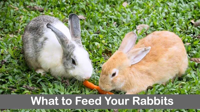 what food can be given to bunnies