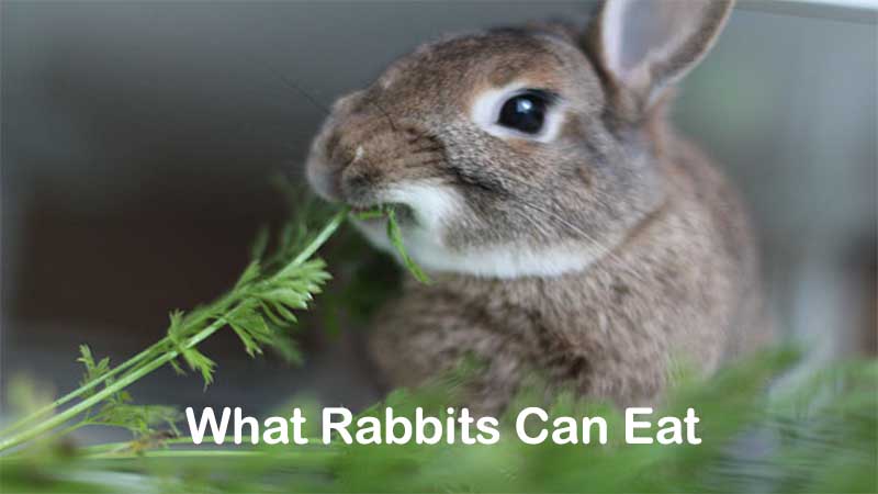 food for rabbits