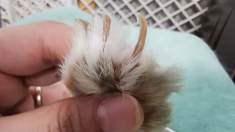 big rabbits nail