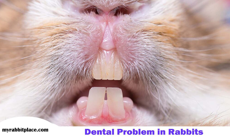 dental issues in rabbit 