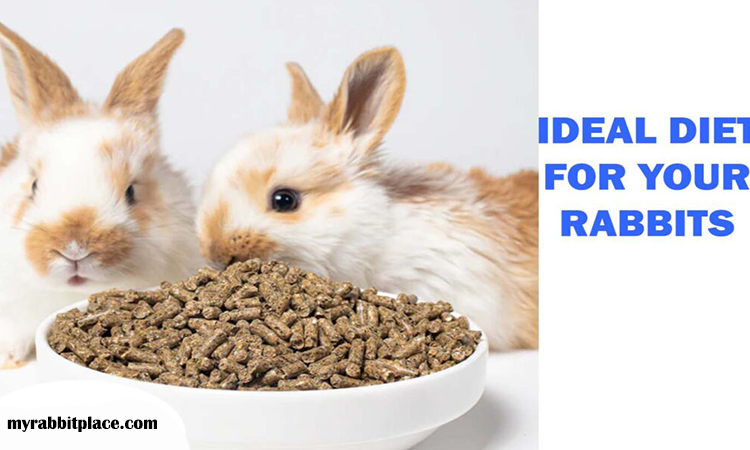 idea diet for rabbit