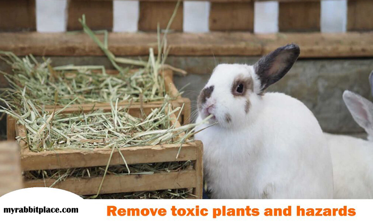 remove toxic plants rabbit