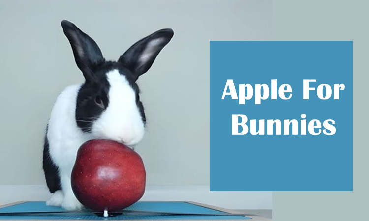 apple for rabbits