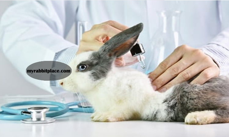 allergy in rabbits