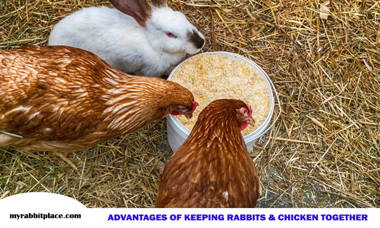 advantage of keeping rabbit chicken together