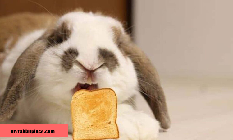 rabbit eating bread