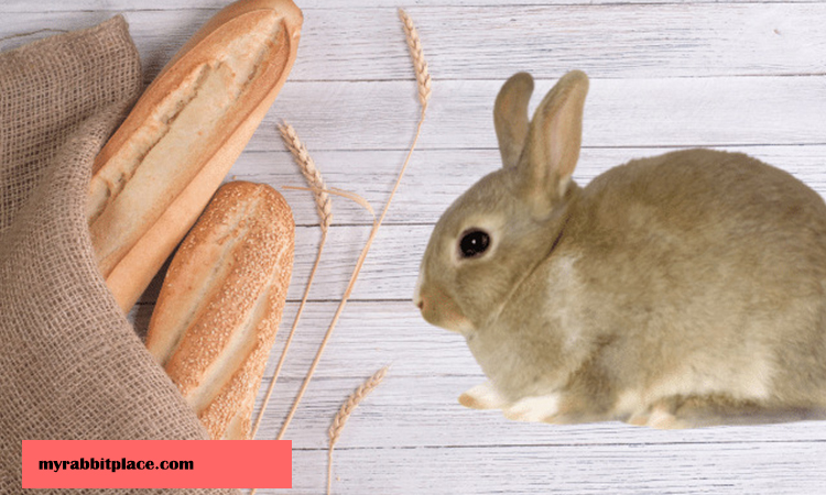 rabbit eating bread