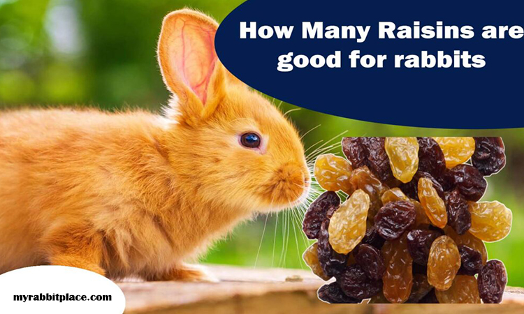 raisins quantity for rabbits