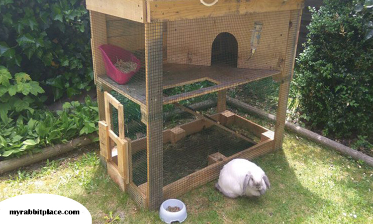 space for rabbit and chicken