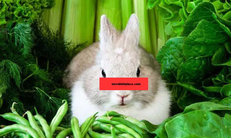 fresh vegetable for rabbit