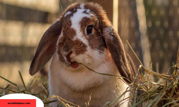 hay significance for rabbits