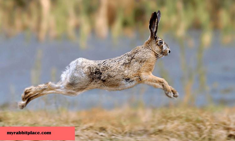 high rabbit can jump