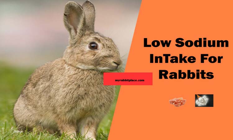 low sodium intake for rabbit