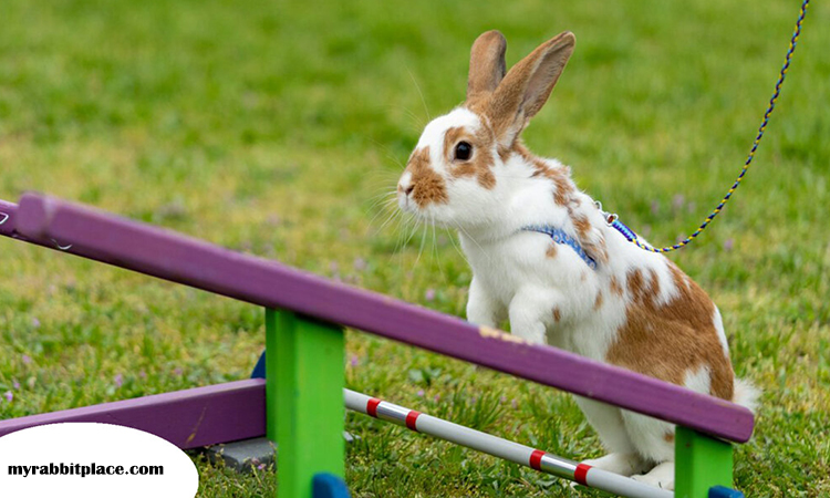 rabbit agility training