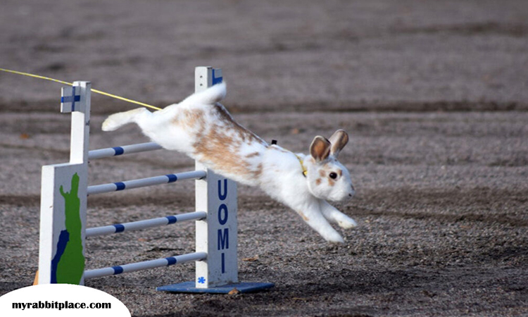 rabbit in a high jump race