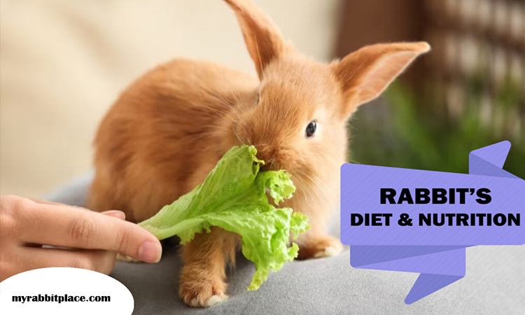 rabbit nutritional diet