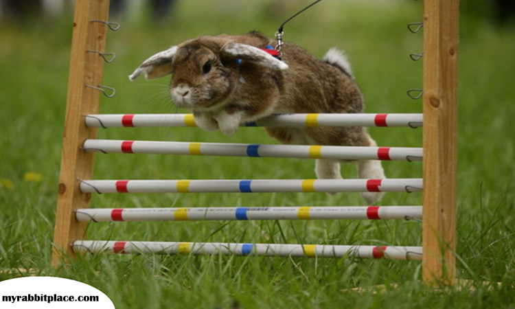 rabbit high jump record